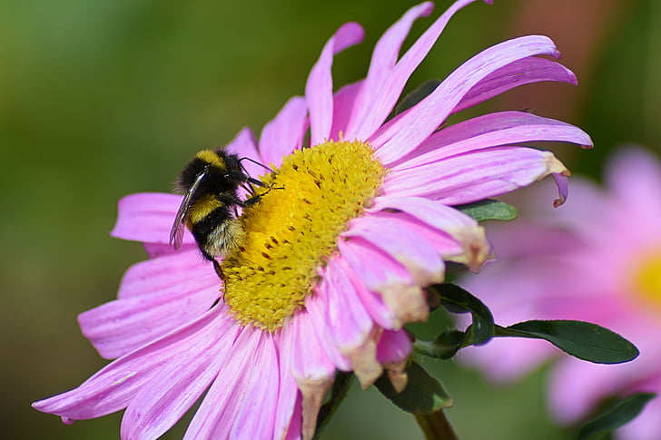 Bornholm, Pszczoła, kwiat, Bloom, Natura, roślina, maga jeździ