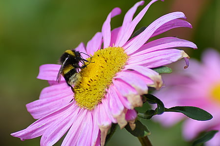 bornholm, bee, blossom, bloom, nature, plant, mage rides