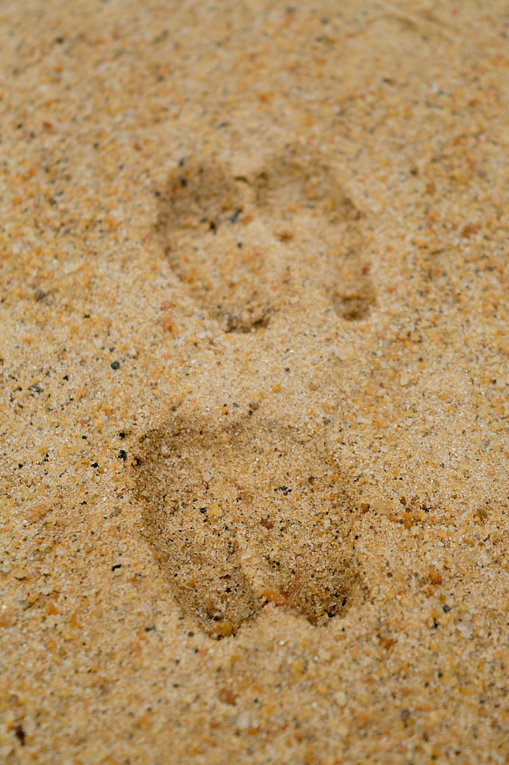 deer tracks, sand, deer, hoof, tracks, footprints, animal