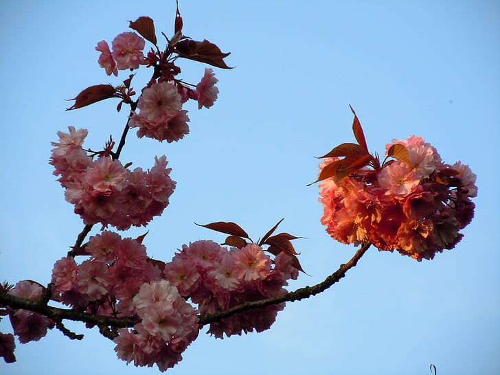 вишни в цвету., японские вишни, розовый