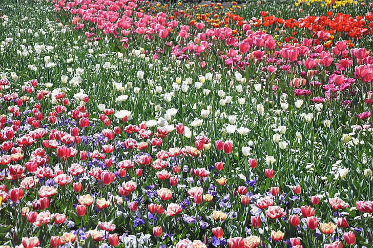 Tulip, flor, flora, flores, flor, floración, planta