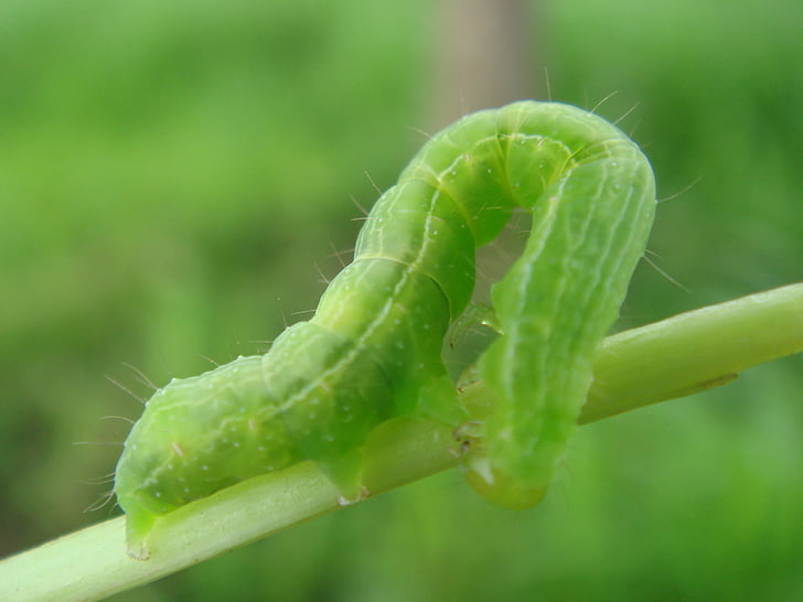 caterpillar, insect, bend, crawling, green, budworm