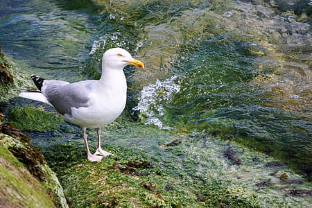 gull, bird, sea ​​bird, animal, ornithology, nature, fauna