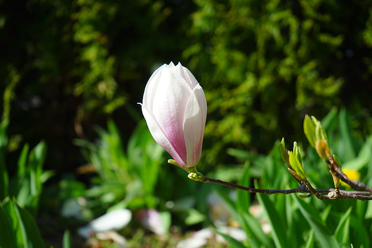 flor, floración, sola flor, magnolia tulipán, Magnolia × soulangeana, Magnolia, magnoliengewaechs