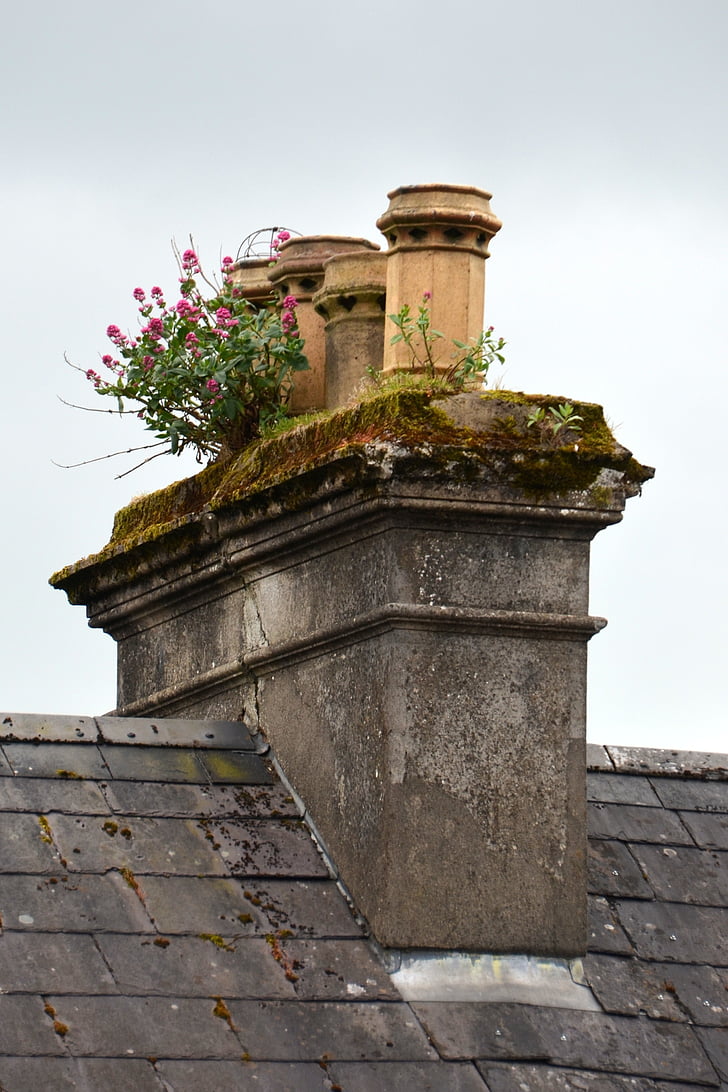 fireplace, ireland, flowers, chimney, old, roof, plant