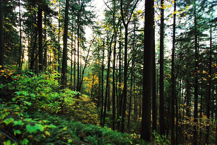 träd, Forrest, skogar, Portland, Oregon, Portland oregon, träd