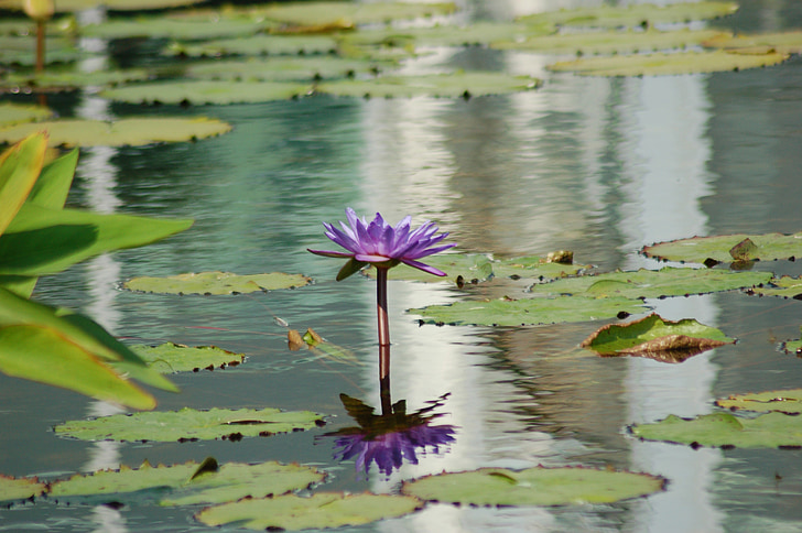 Lotus, acqua, pace, tranquillità, meditazione, Zen, rilassarsi