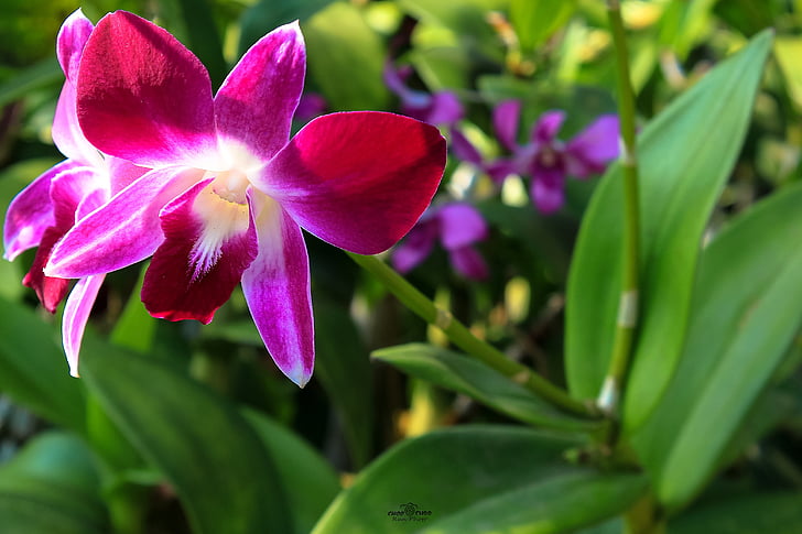 орхидея, цветя, природата, цвете, венчелистче, растителна, растеж