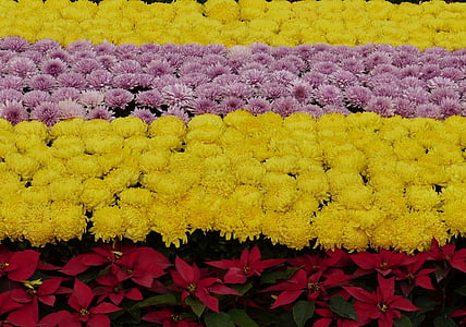 flowers, plant, deco, chrysanthemums, yellow, stripes, poinsettia