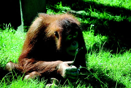 majmun, Zoološki vrt, orangutana podizanju, životinja portret, Životinjski svijet, sisavac, zamišljen