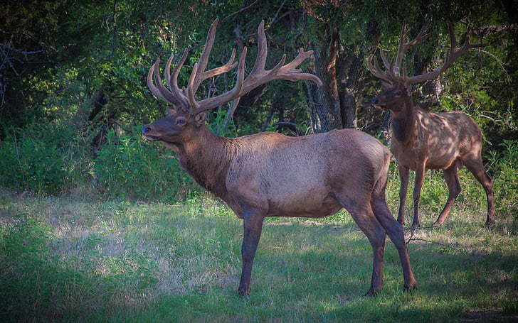 elk, wildlife, nature, antlers, velvet, mammal, animal