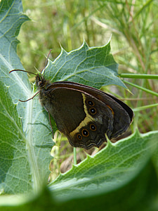 pyronia bathseba, motýl, Lobito seznam, cintada saltabardisses