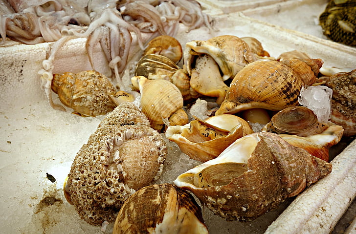 Seashell, Konksnegl, Sea snail, dyr, fisk og skaldyr, Conch, bløddyr