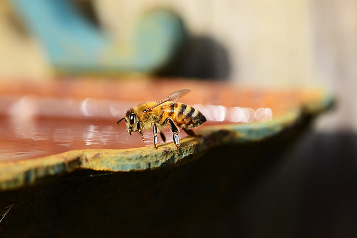 μέλι, μέλισσα, νερό, buckfast, έντομο, μέλισσα μέλι, φτερά