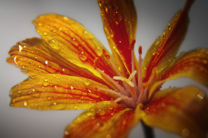 cvet, cvet, vode, dež, kapljično, makro, oranžna