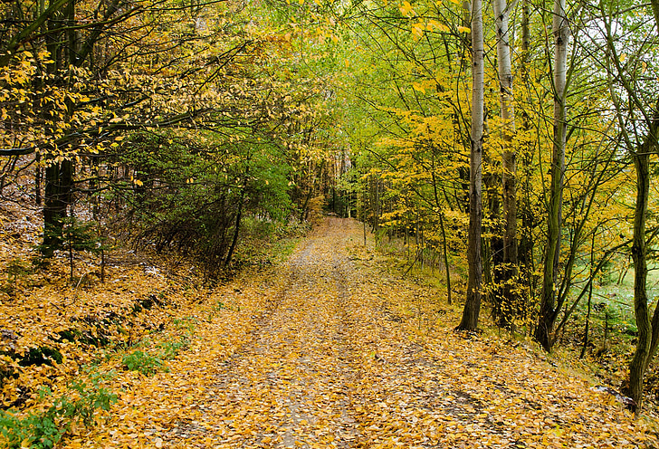Есен, път, гора, път, ходене, природата, сезони