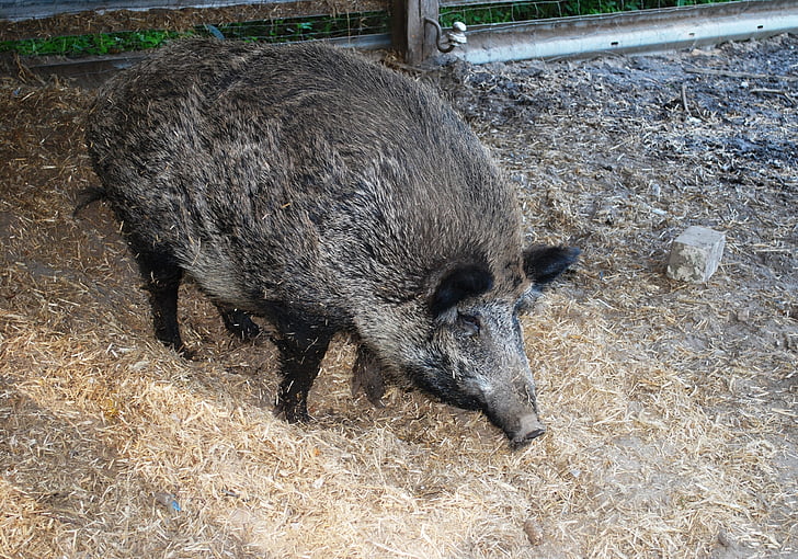 porc, senglar, granja, mamífer, domèstic, l'aire lliure, animals de granja