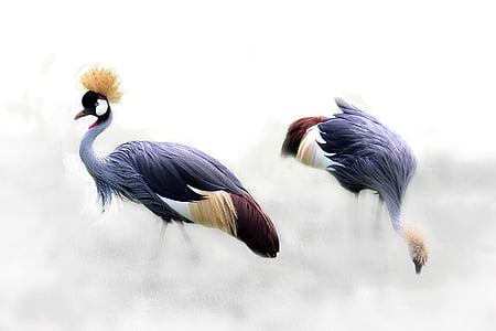Grua coronada gris, grues, ocell, Àfrica, Tanzània, Grua, Corona de primavera