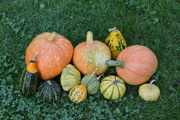 pumpkins, pumpkin, the cultivation of, collect, food, collections, autumn