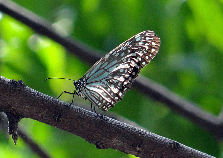 Modrý Tygr, motýl, Ivana limniace, Indie, hmyz, křídlo, volně žijící zvířata