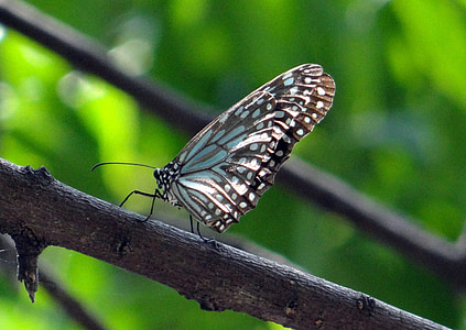 青タイガー, 蝶, ティルマラ limniace, インド, 昆虫, 翼, 野生動物
