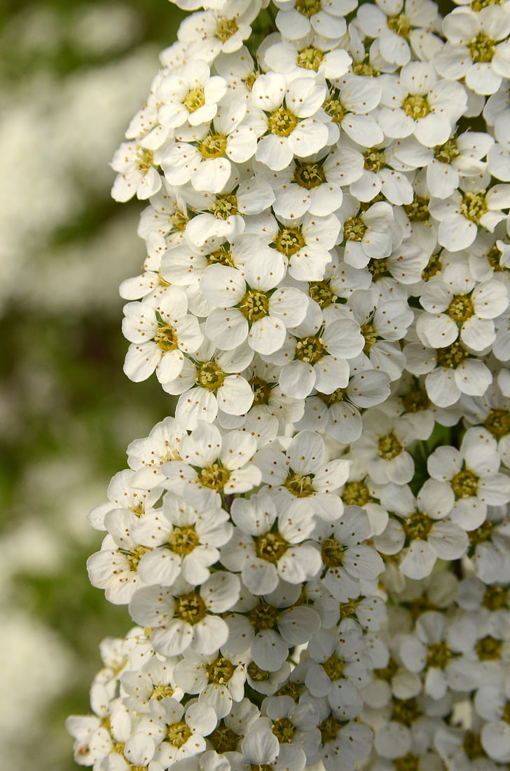 Flora, Bush, lill, õis, kevadel, valge, loodus