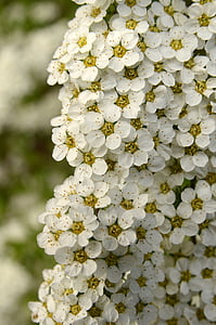 Flora, Bušs, puķe, zieds, Pavasaris, balta, daba
