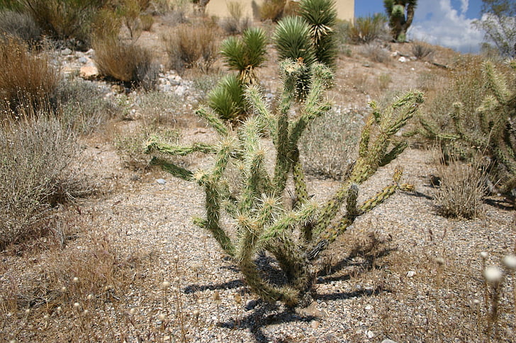 Yucca, kanionu Red rock, Nevada, Pustynia, roślina, południowy zachód, Kaktus