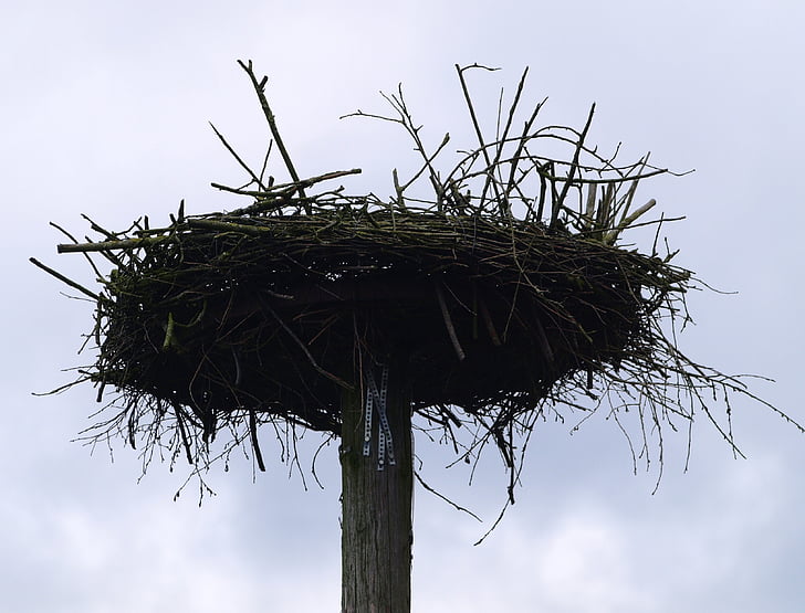 storchennest, bird, nest, pile