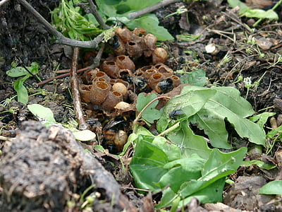 bumblebees, nest, insect, bumblebee nest, nature, leaf