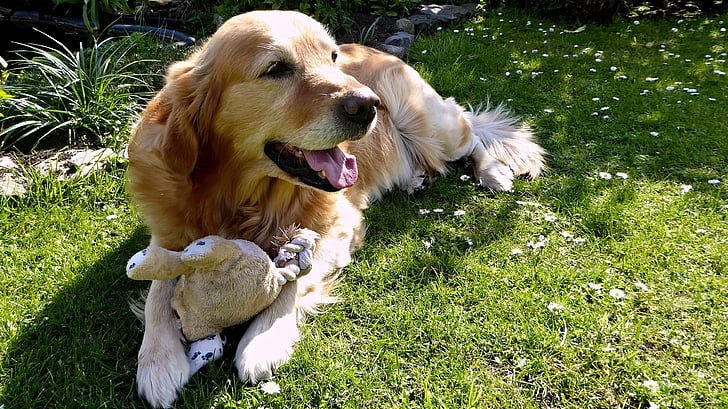 dog, golden retriever, garden, pet, concerns