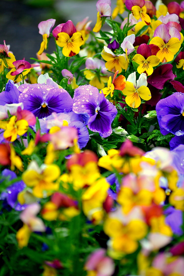 fleurs, Pansy, jardin, Purple, coloré, Couleur, nature