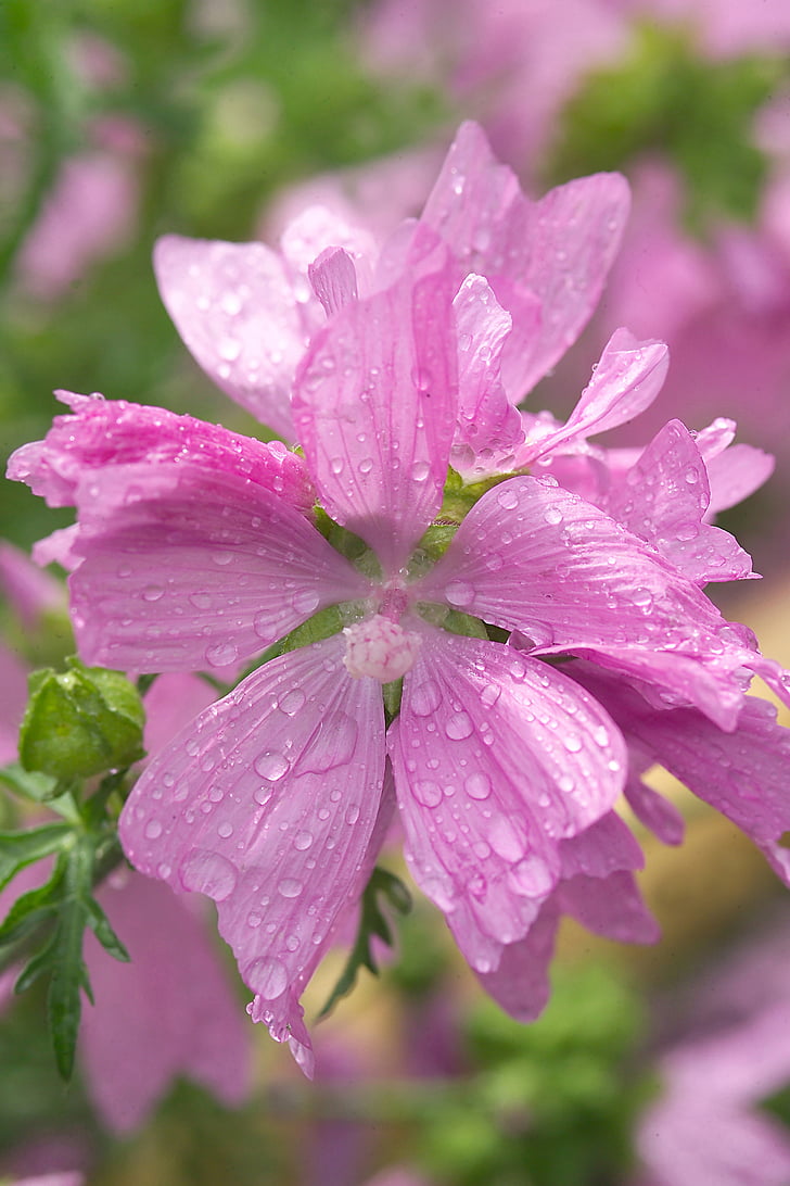 Mallow, рожевий mallow, рожева квітка, квітка літа, дощ, роси