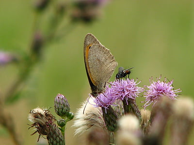 butterfly, fly, thistle, flower, insect, wing, close