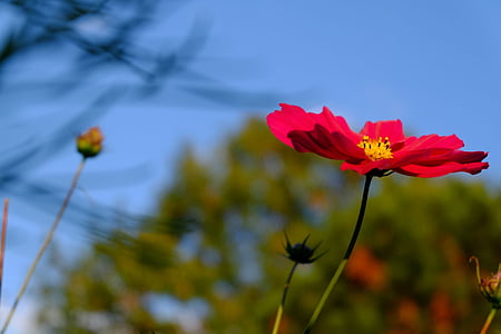 Cosmea, kvet, kvet, červená, schnittblume, pasienky, Park