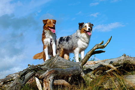 Hunde, Australischer Schäferhund, Log, Natur, stehende, tierische Porträt, Haustier