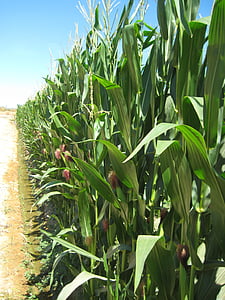 mezőgazdaság, kukorica, betakarítás, gabonafélék, Farm, természet, kukorica - termés