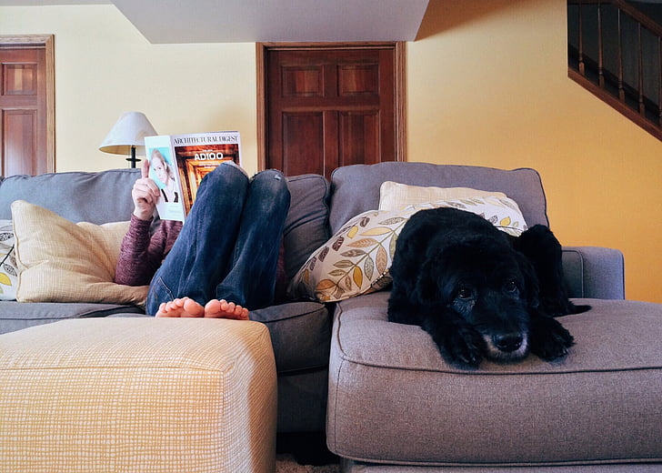 person, hjem, slappe av, hunden, livsstil, innendørs, sofa