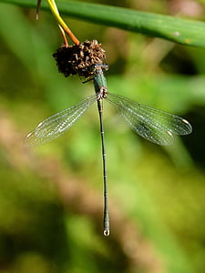 libélula, libélula verde, Junco, estanque, Calopteryx xanthostoma, insecto con alas, naturaleza