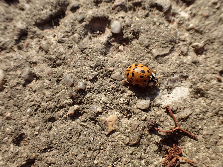 Ladybug, bille, gul, insekt