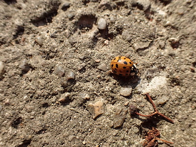 Ladybug, Gândacul, galben, insectă