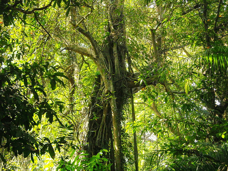 gran arbre, exuberant, ombra, fulla, verd, bosc