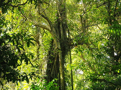 grote boom, weelderige, schaduwrijke, blad, groen, bos