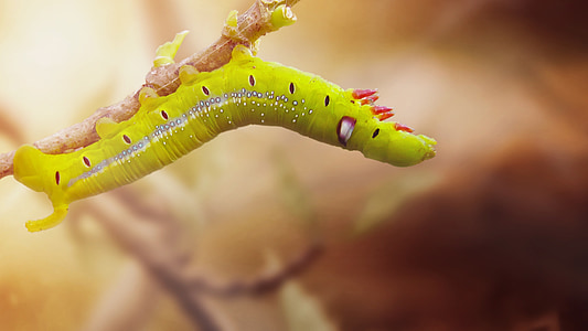 caterpillar, close, animal, nature, live, stylized, creation