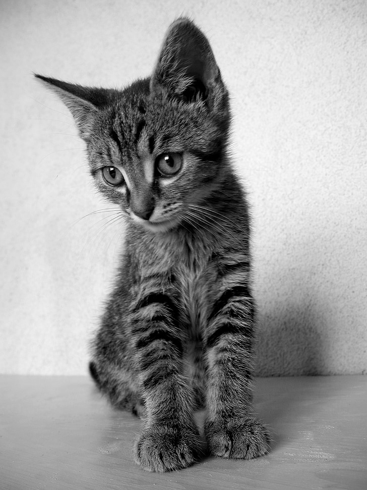cat, kitten, black and white cat, tomcat, domestic cat