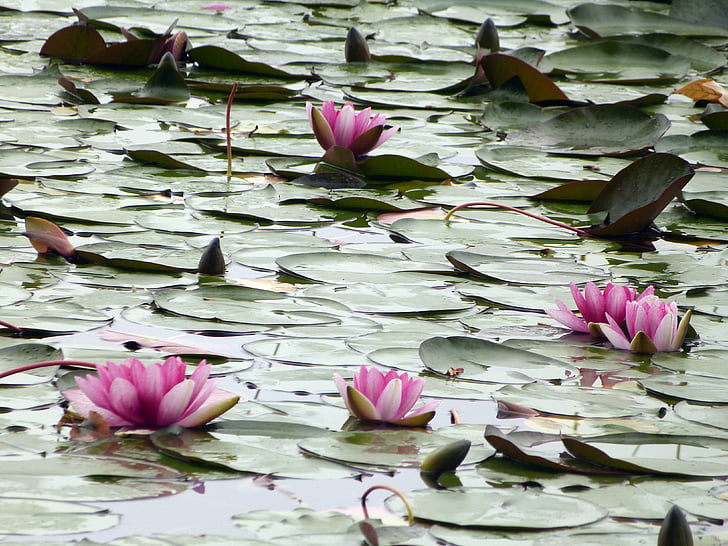 water lily, water lilies, plant, aquatic, damp, pond, banyoles