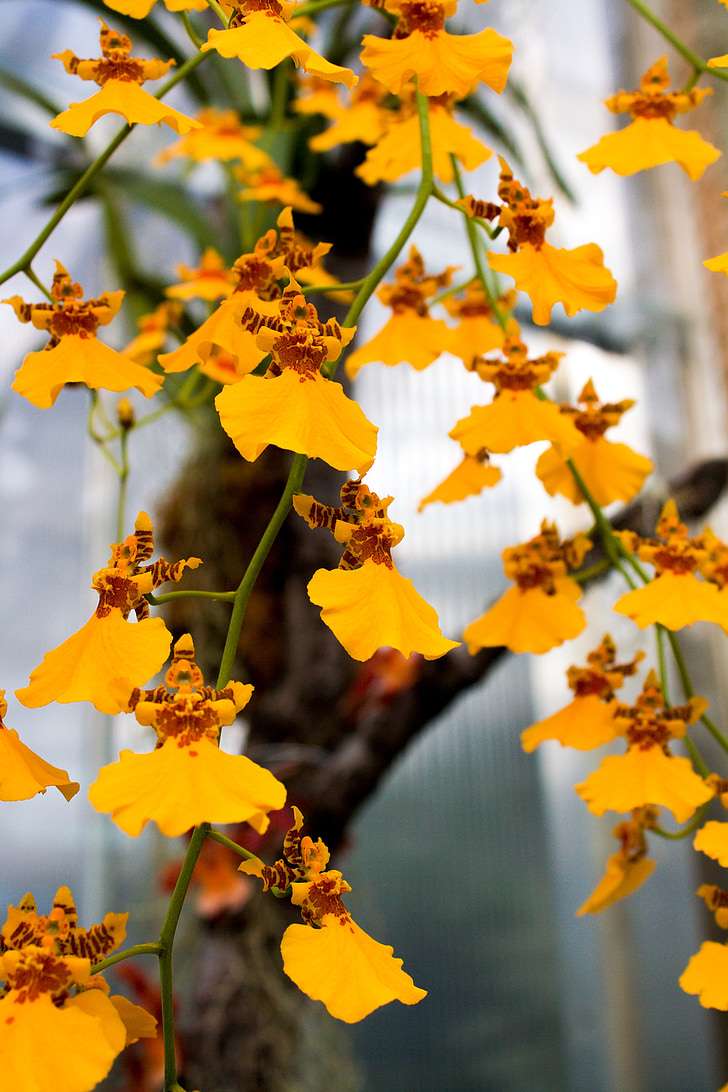 orchid, yellow, flower, petal, flora, plant, blossom