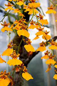 Orchid, kollane, lill, kroonleht, Flora, taim, õis