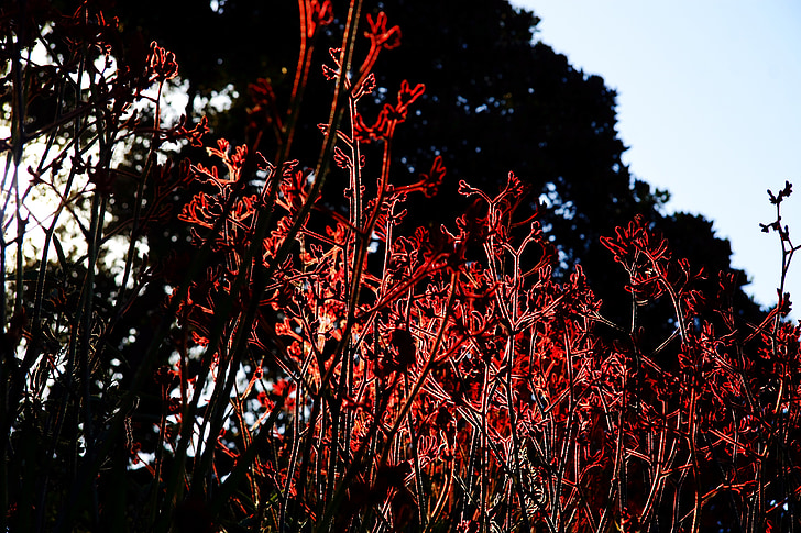 loodus, taimed, Red lilled