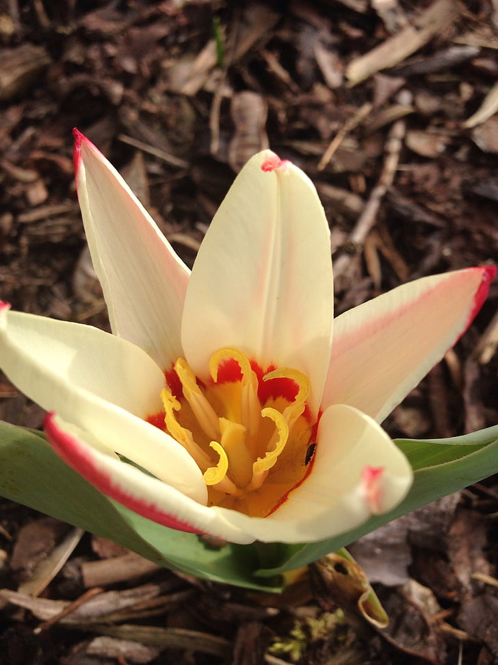 Tulip, tidig blunder, våren, Blossom, Bloom